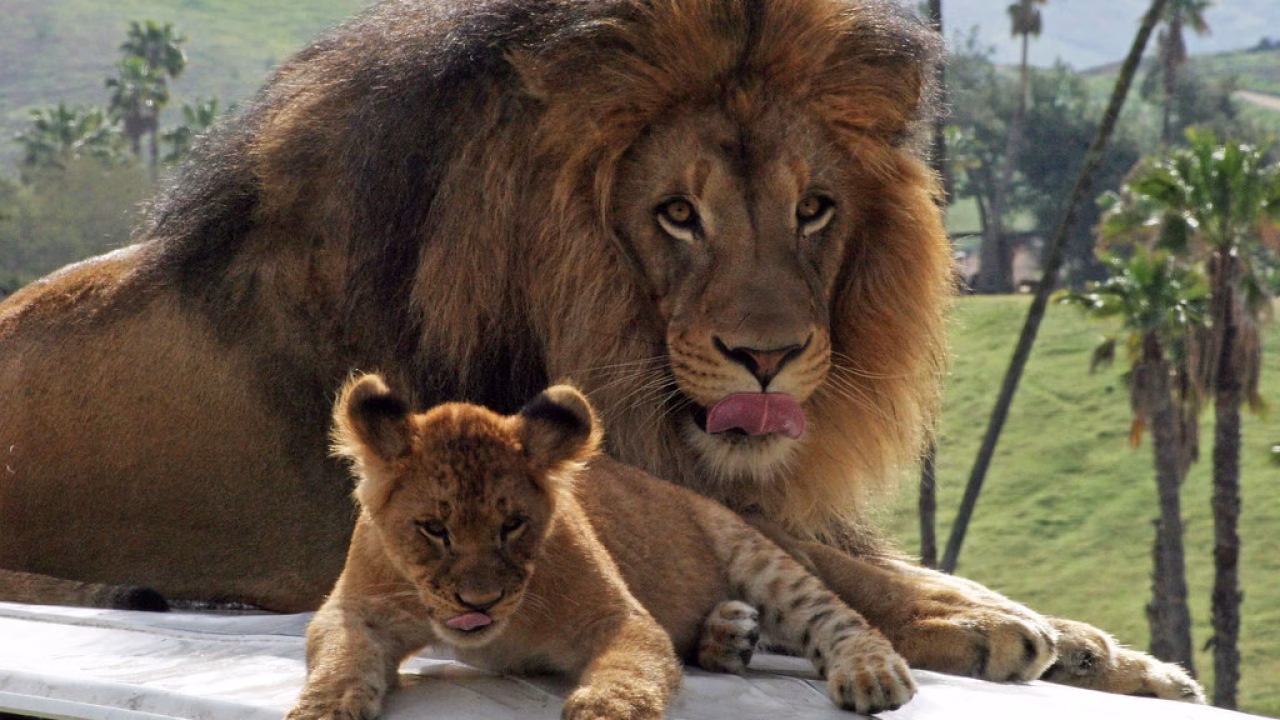 Like Father like Son